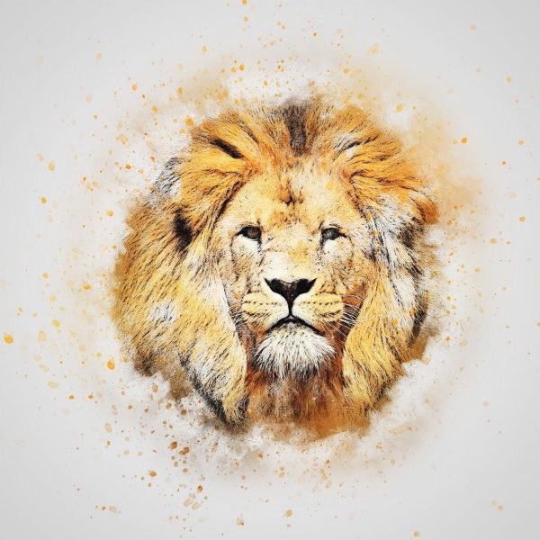 lion-2329097_1280